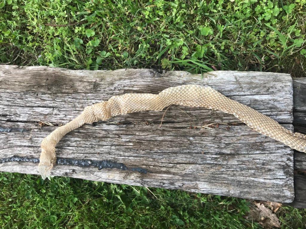 Harrisburg snake skin