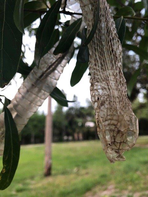 Harrisburg snake skin