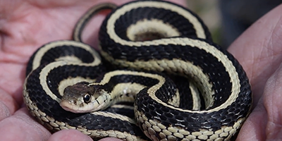 Harrisburg snake